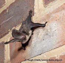 Vistry Group flies the flag for endangered species by partnering with national bat charity